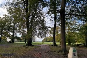 Through the trees